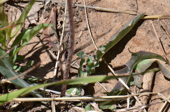 Pale Agoseris has basal leaves only, the leaves may be erect, or leaves are growing out and turned up at the tips, their shape variable linear or lanceolate to oblanceolate, leaves smooth and bluish-grey or minutely villous to tomentose. Agoseris glauca